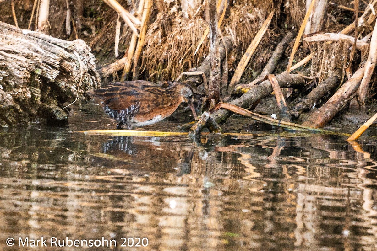 Virginia Rail - Mark Rubensohn