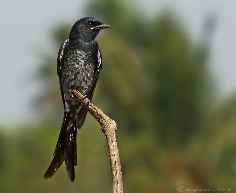 Black Drongo - ML264470651