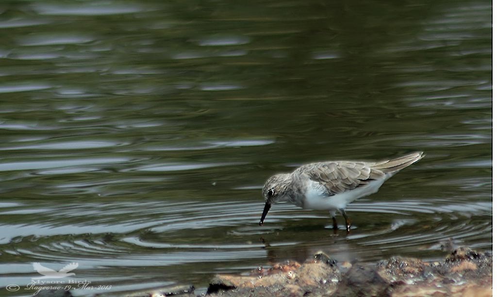 Little Stint - ML264471361