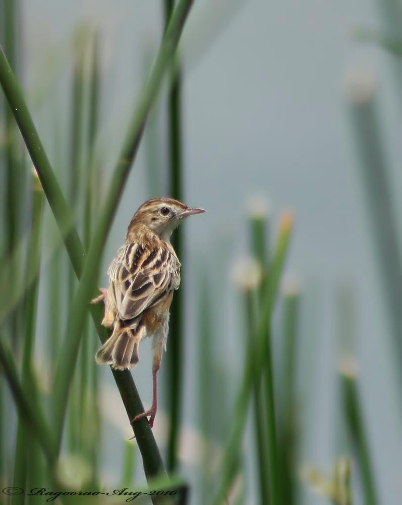 Zitting Cisticola - ML264472001