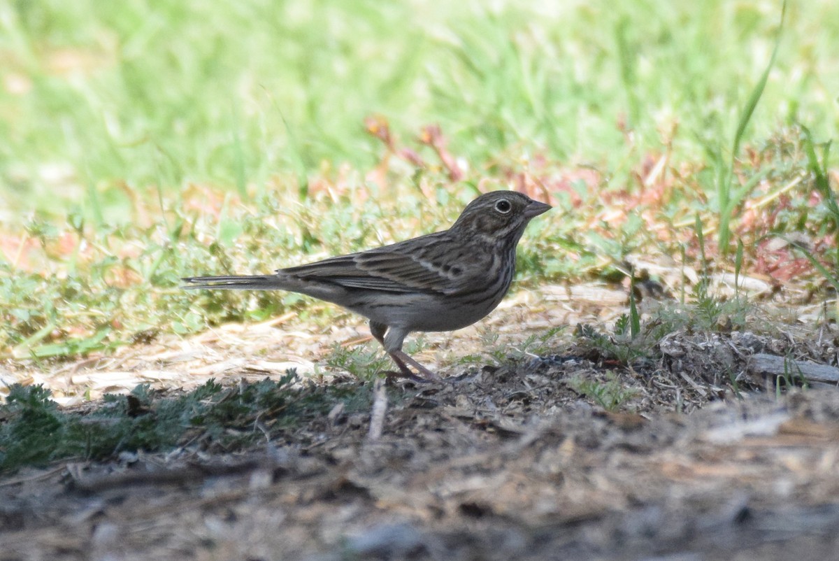 Vesper Sparrow - ML264472021