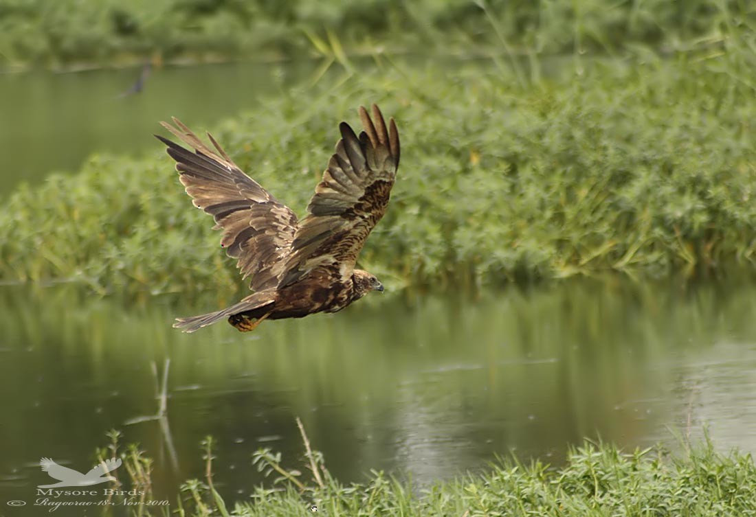 Western Marsh Harrier - ML264472661