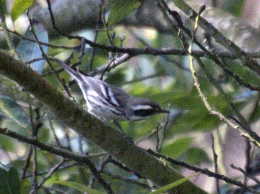 Black-throated Gray Warbler - ML264473521