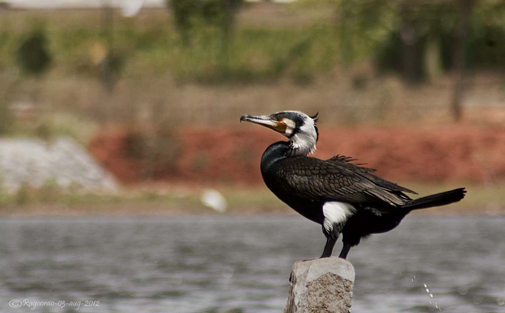 Great Cormorant - ML264473571
