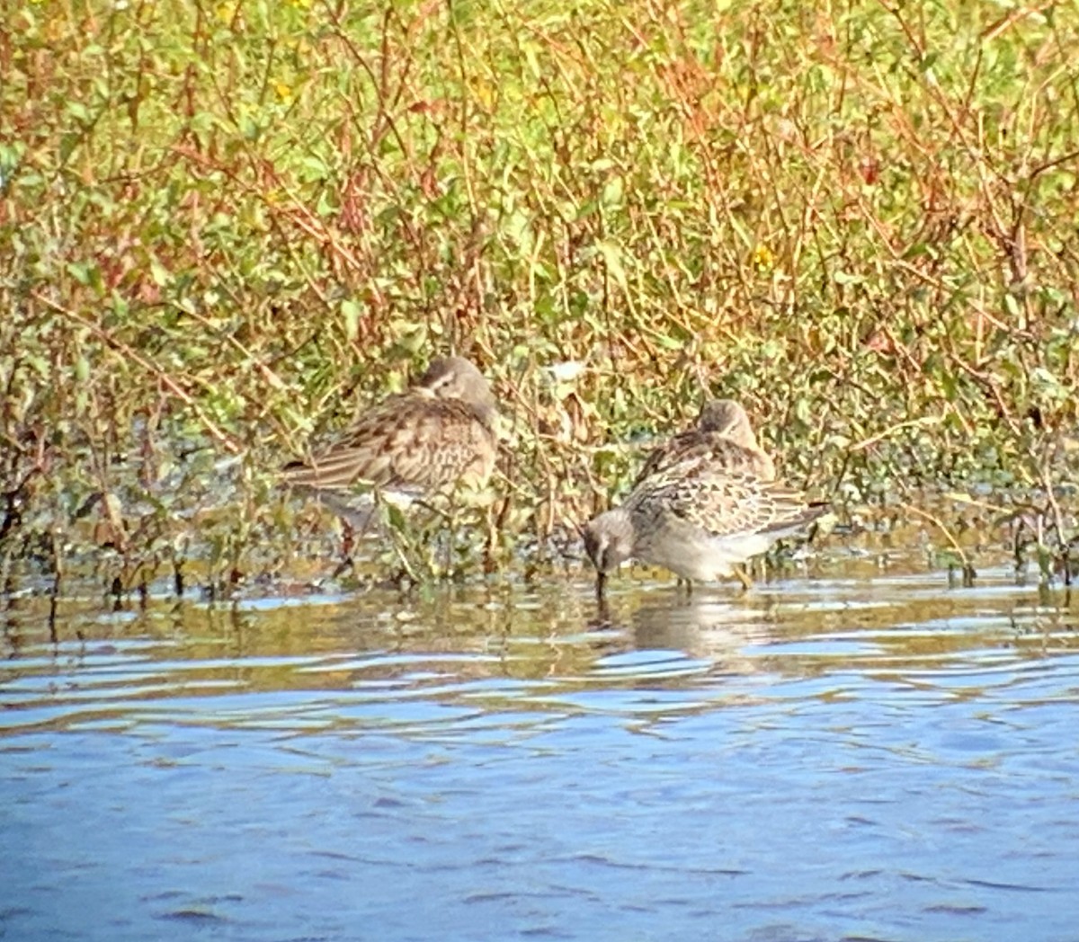 Stilt Sandpiper - ML264473841