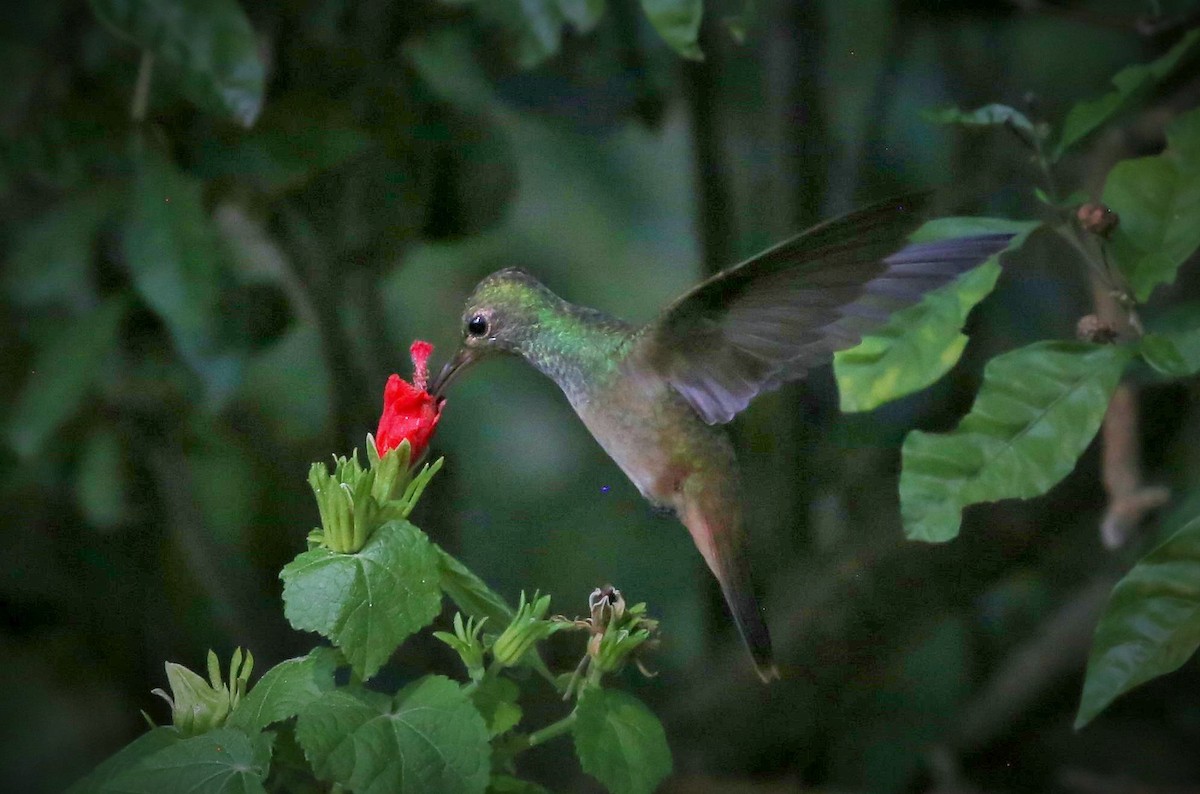 Buff-bellied Hummingbird - ML264473961