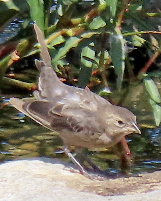 Brown-headed Cowbird - ML264476461