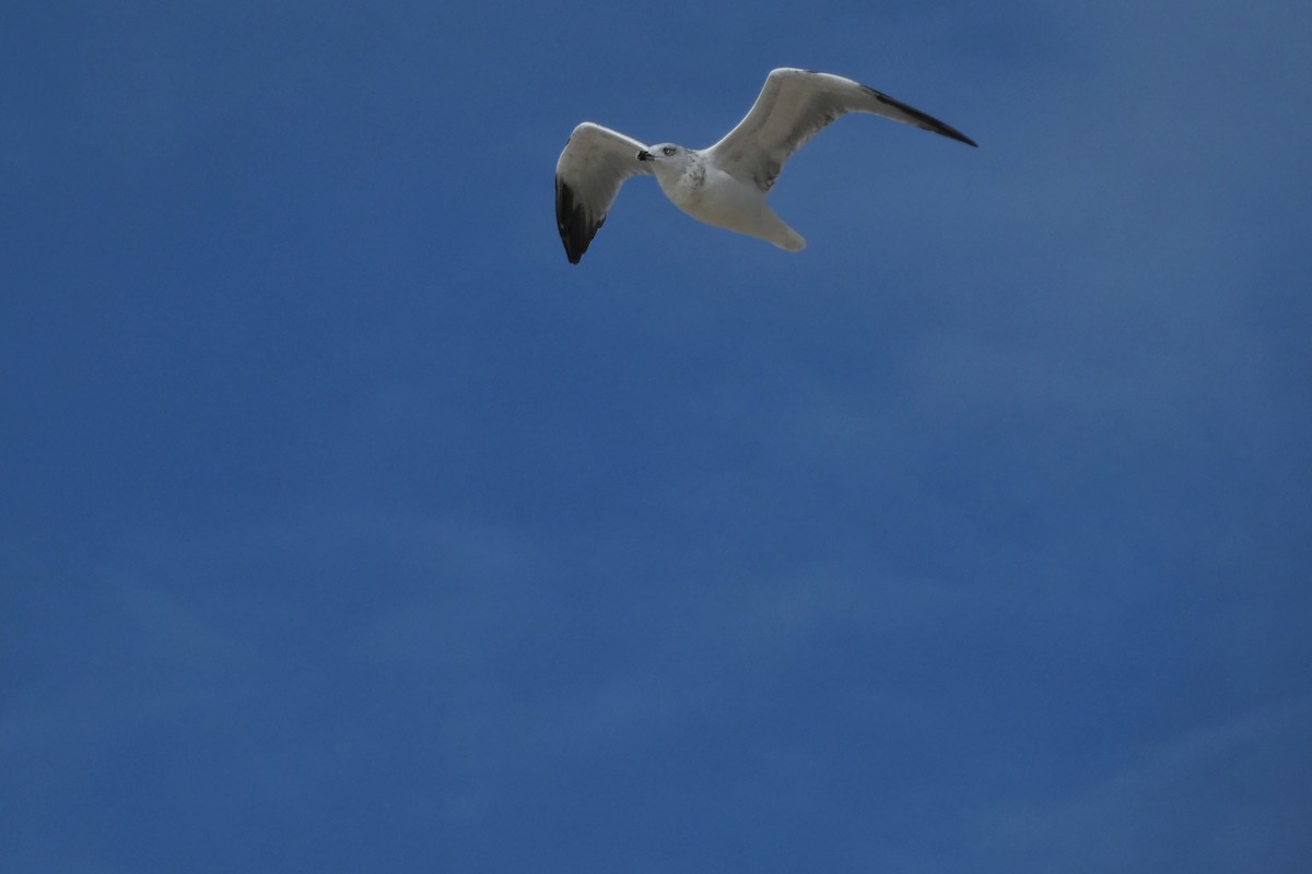 Lesser Black-backed Gull - ML264477551