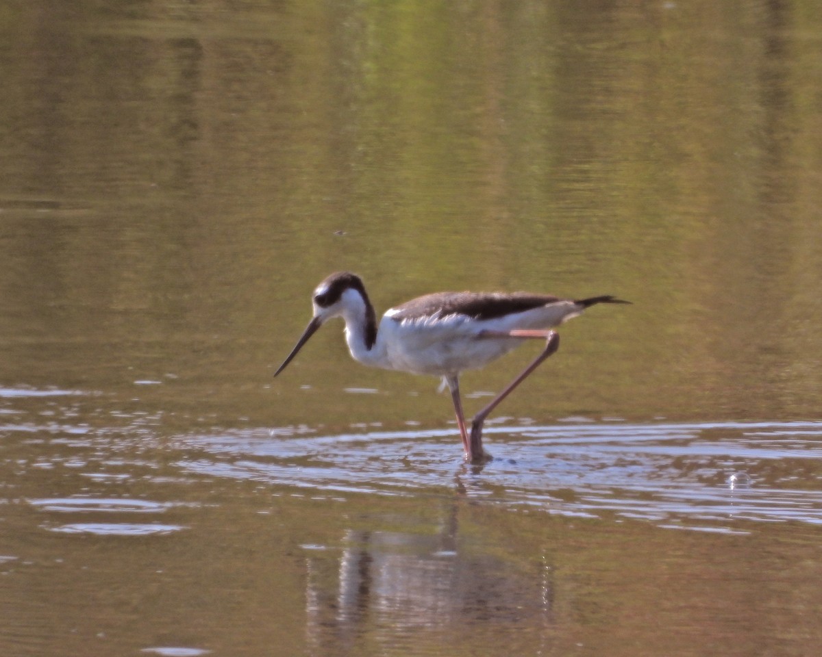 Schwarznacken-Stelzenläufer - ML264477591