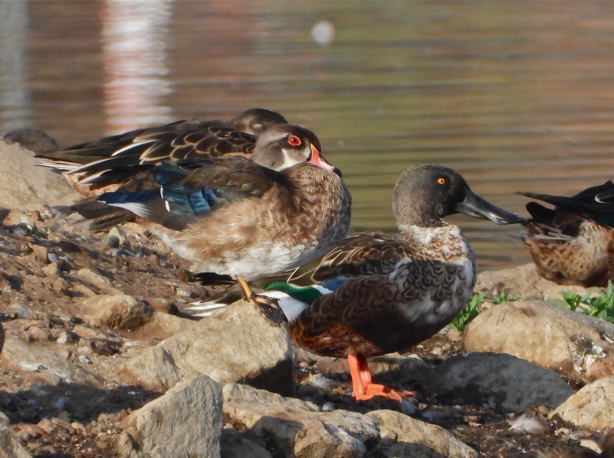 Wood Duck - Pair of Wing-Nuts