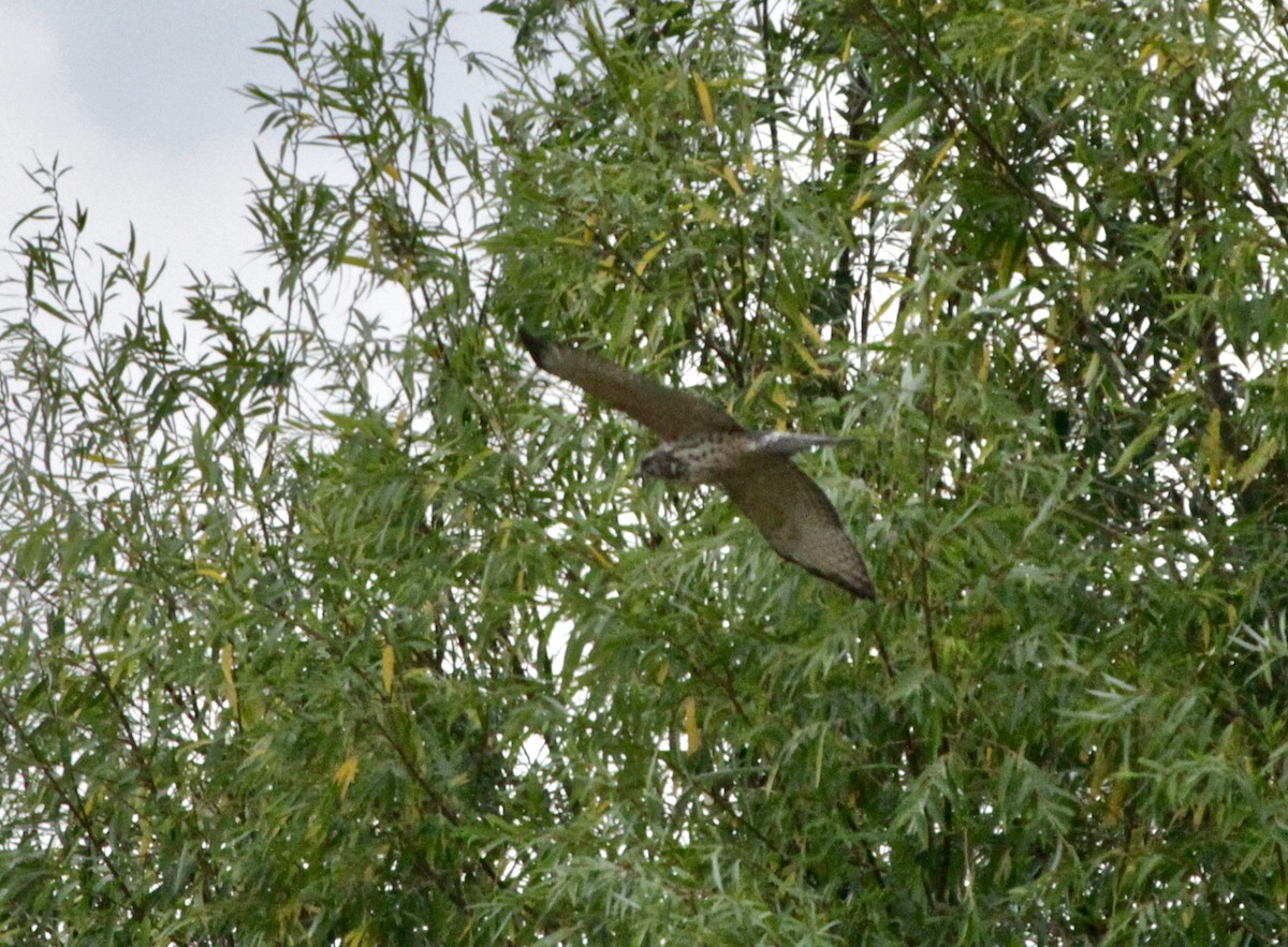 Broad-winged Hawk - David  Irons