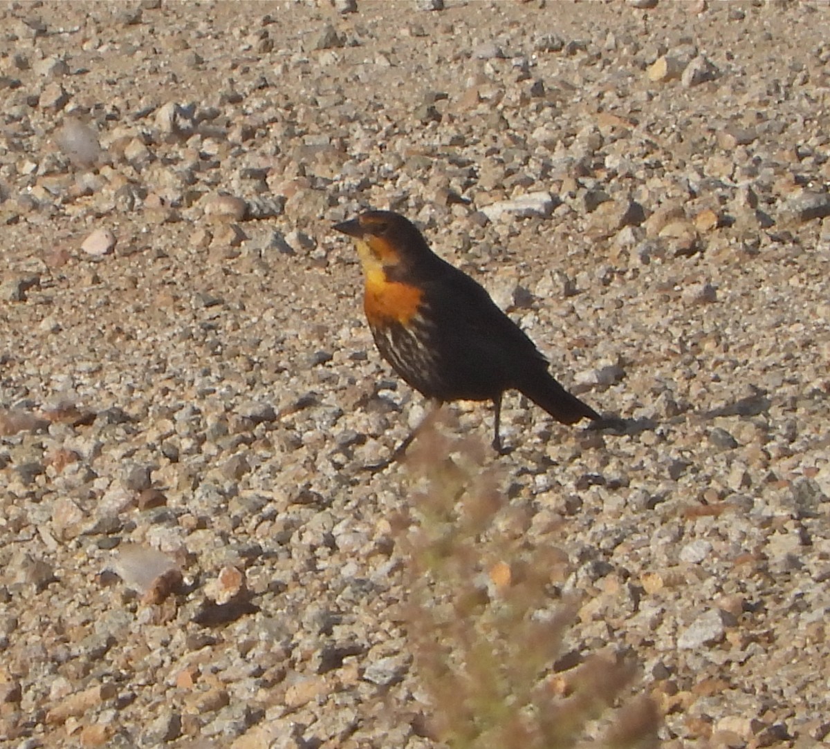 Yellow-headed Blackbird - ML264477881