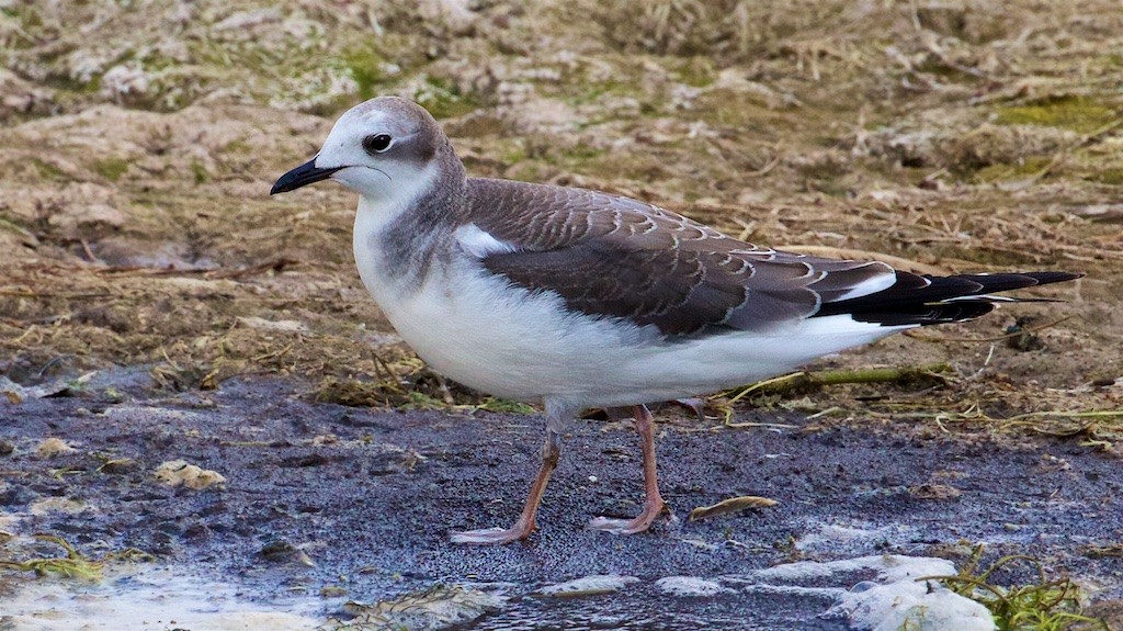 Sabine's Gull - ML264479961