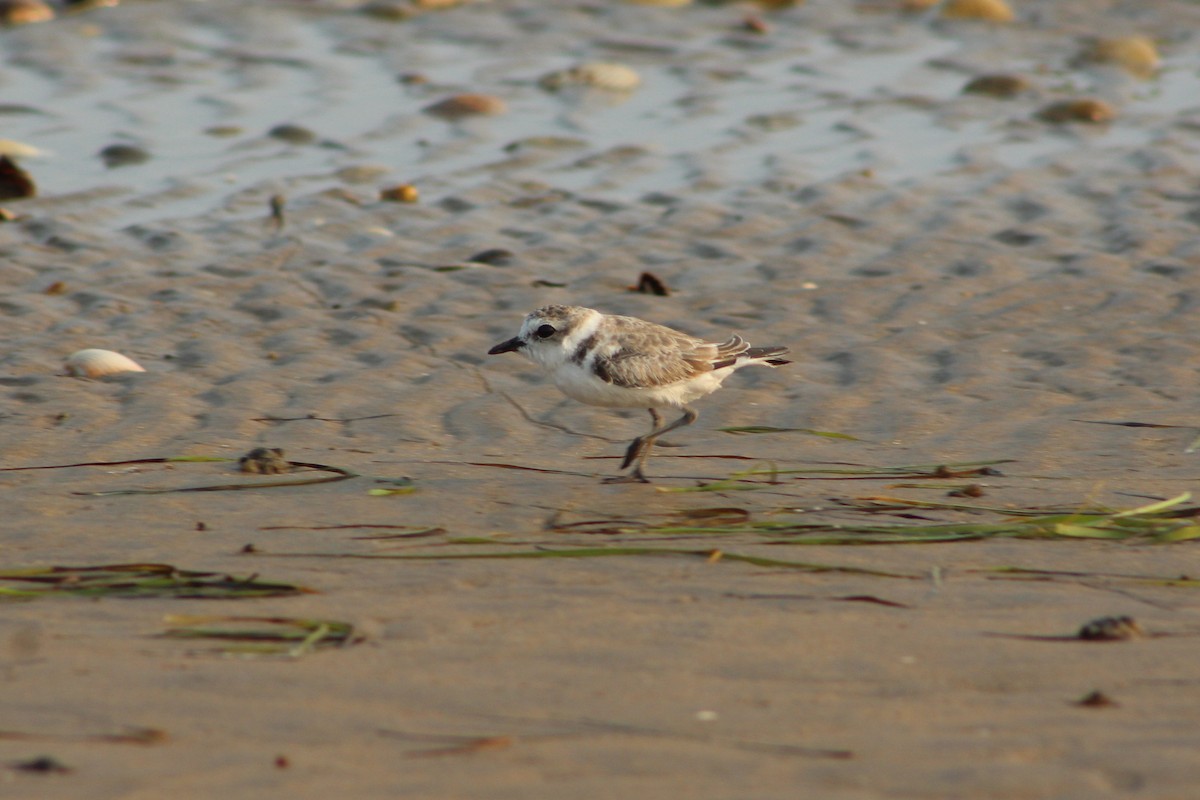 snølo - ML264481681