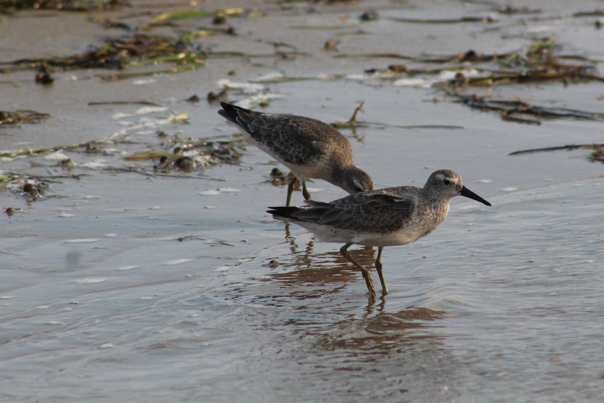 polarsnipe - ML264482141