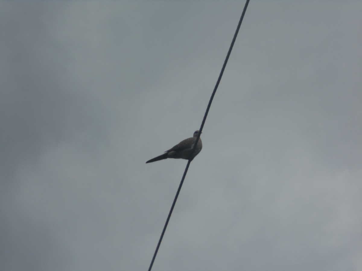 Spotted Dove - ML264482771