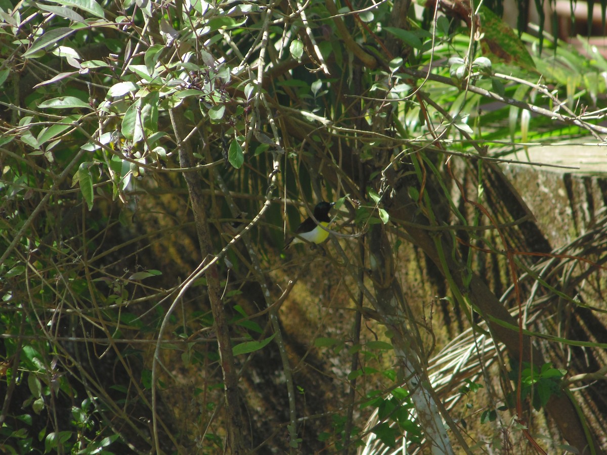 Purple-rumped Sunbird - ML264483041