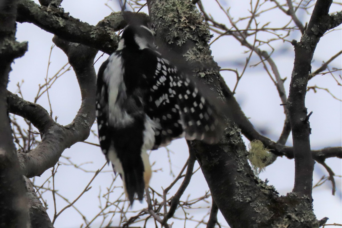 Downy Woodpecker - ML264483861