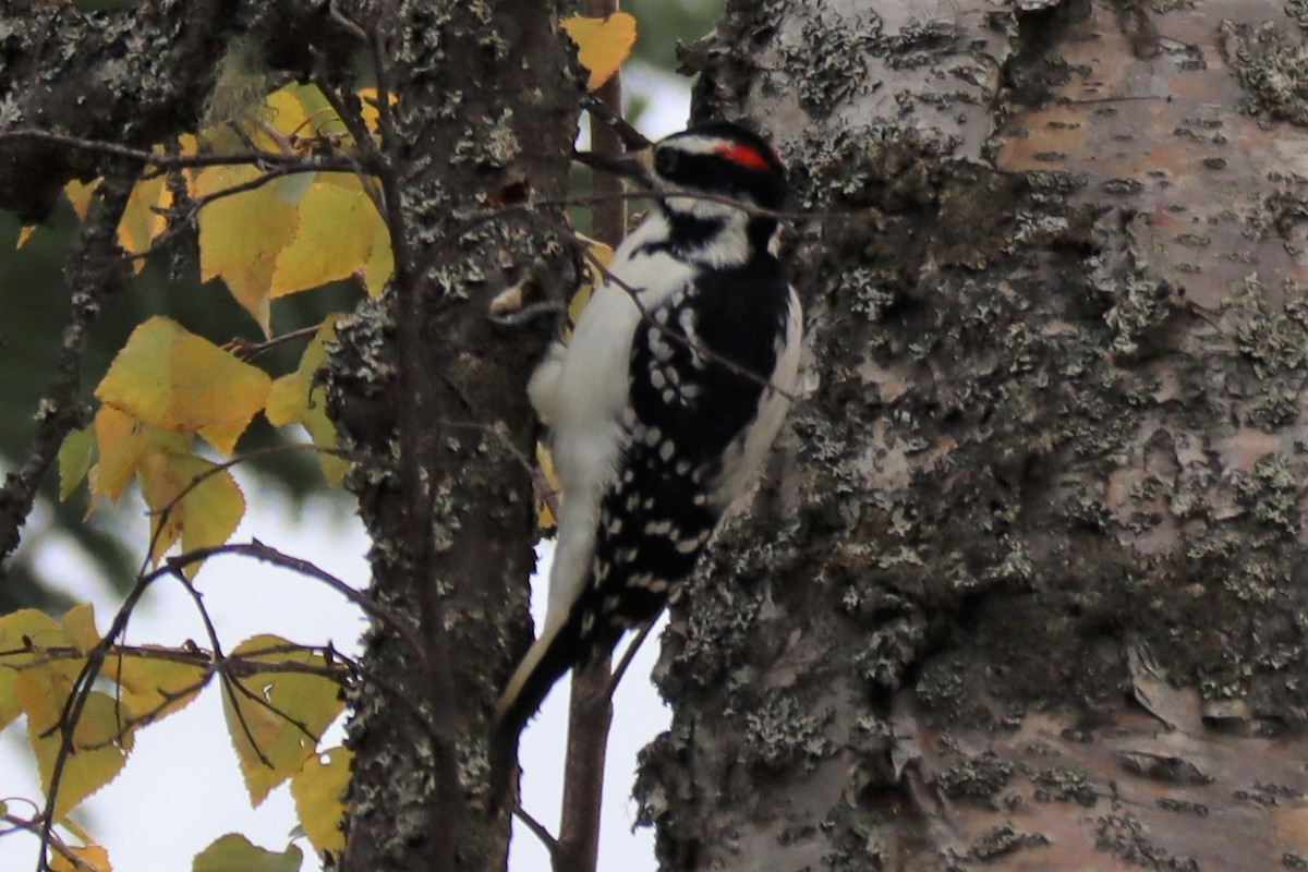 Hairy Woodpecker - Lisa Vitale