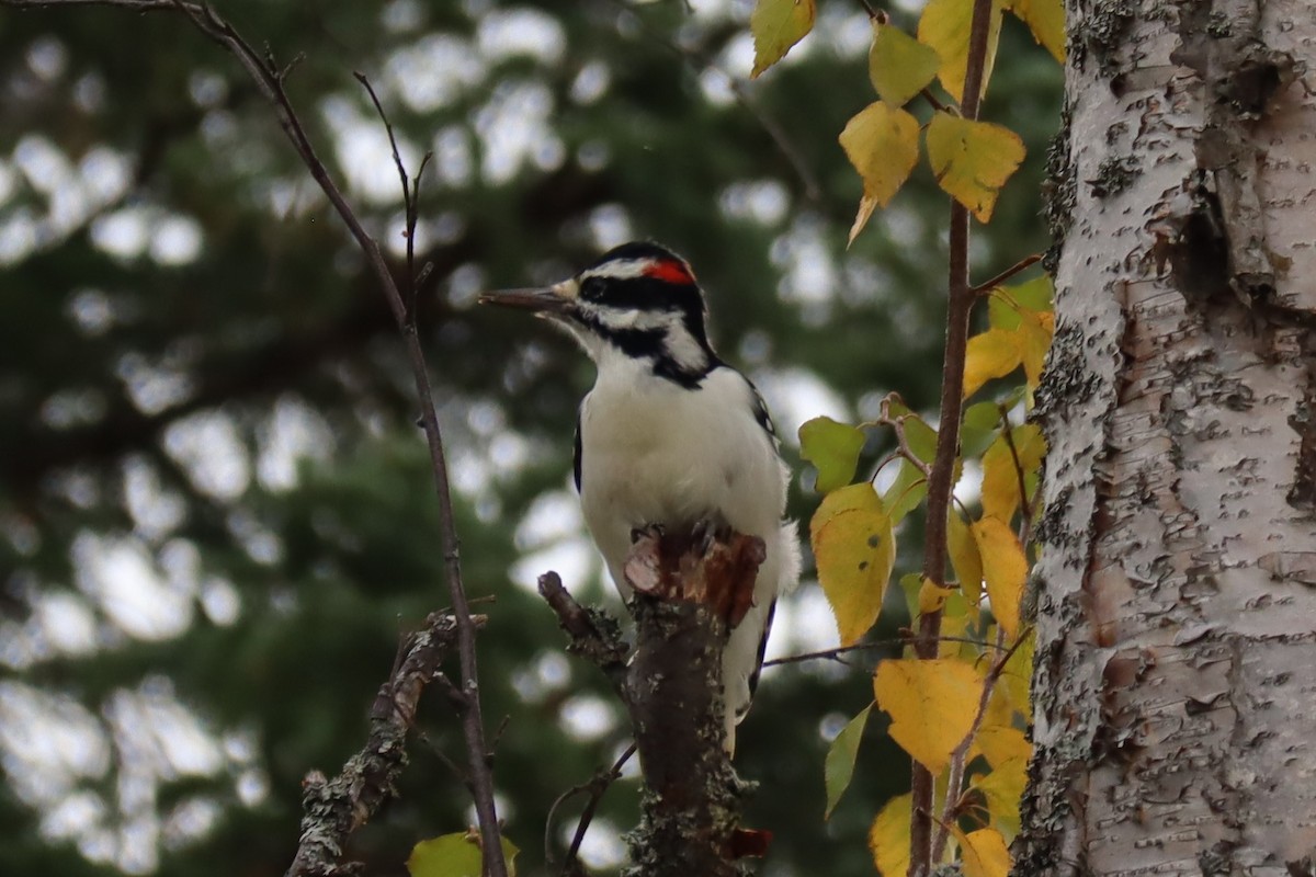 Hairy Woodpecker - ML264483911