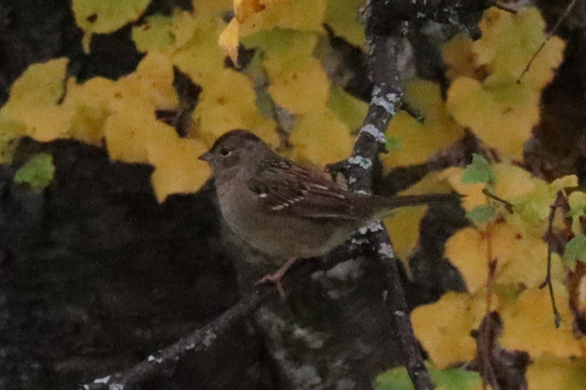 Golden-crowned Sparrow - Lisa Vitale