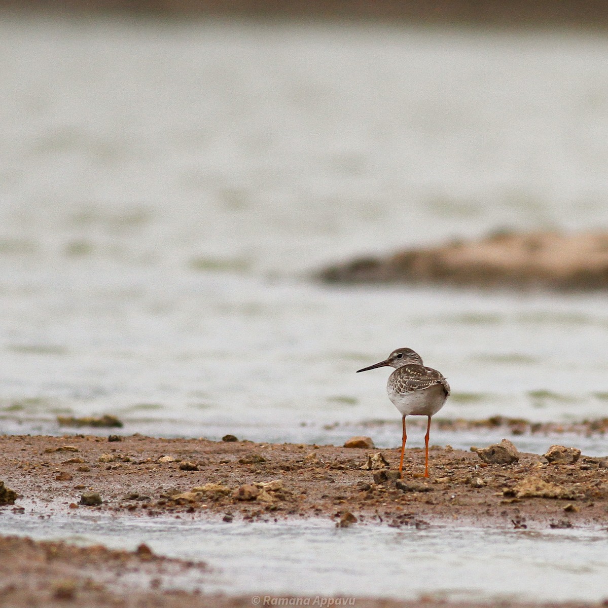 Common Redshank - Ramana Appavu