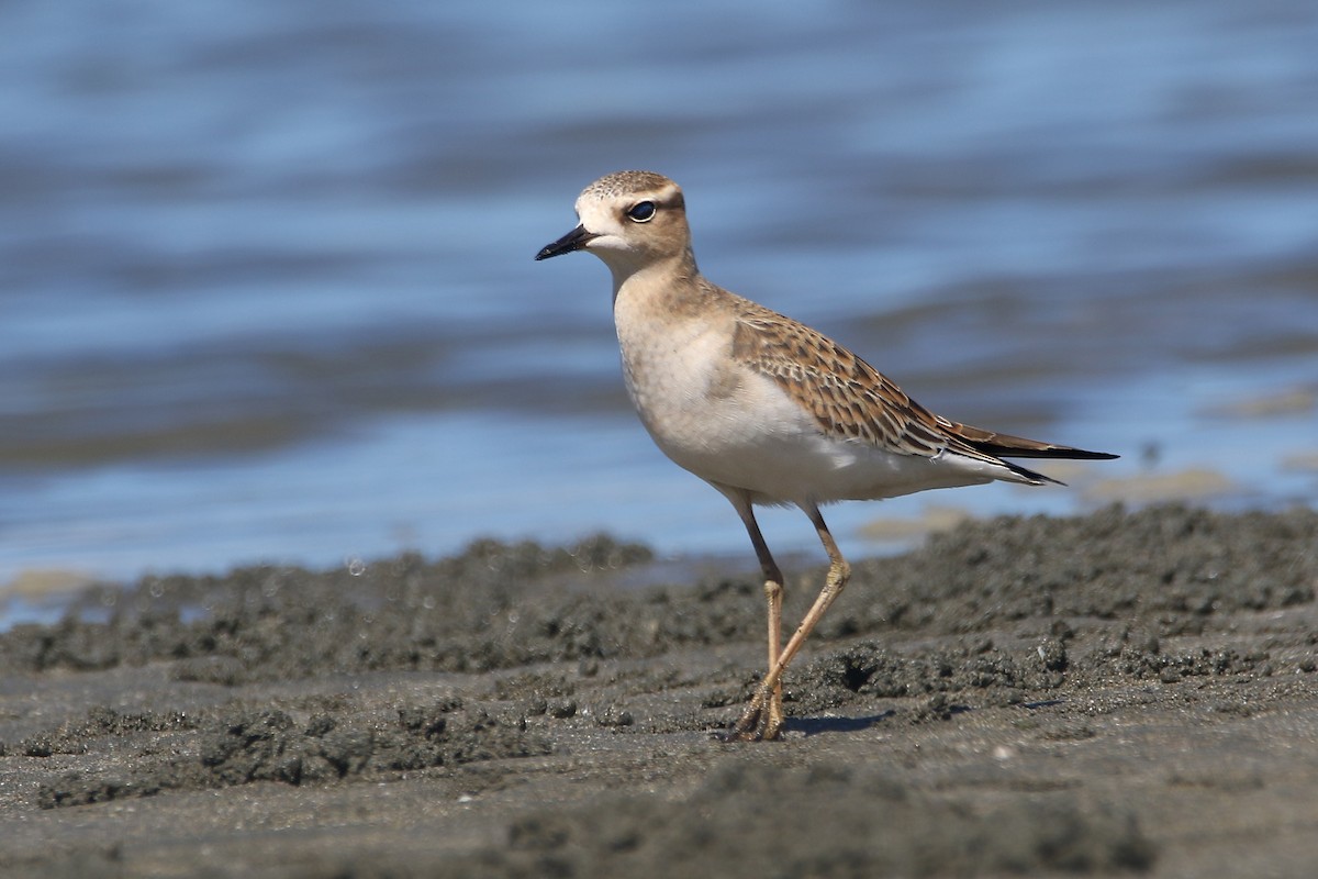 Oriental Plover - ML264489631