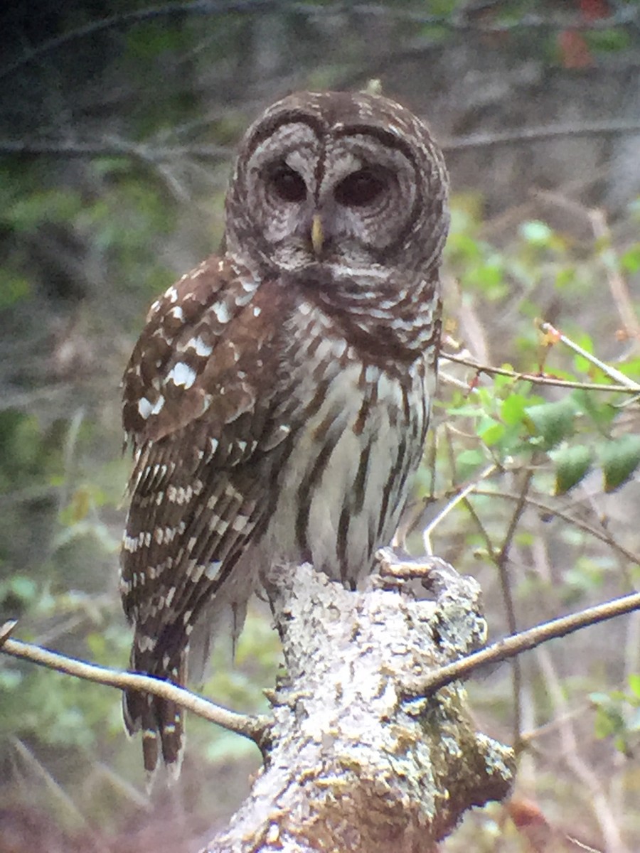 Barred Owl - ML26449141