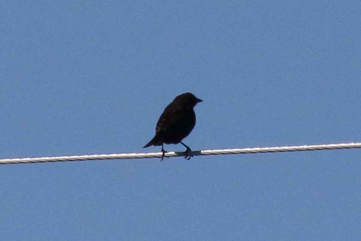 blackbird sp. - ML264492451