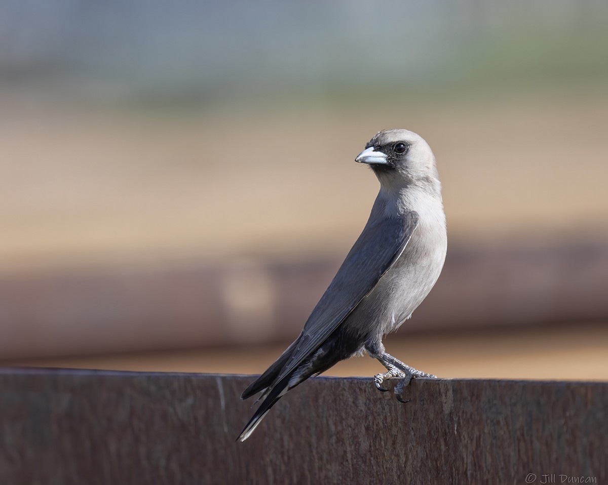 Black-faced Woodswallow - ML264492781