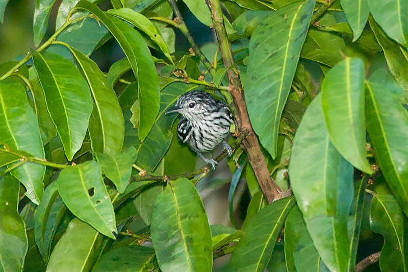 Amazonien-Strichelameisenschlüpfer - ML264493671