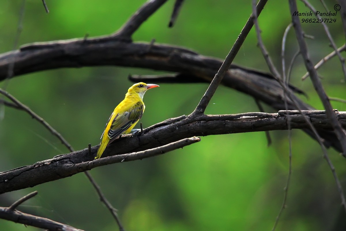 Indian Golden Oriole - Manish Panchal