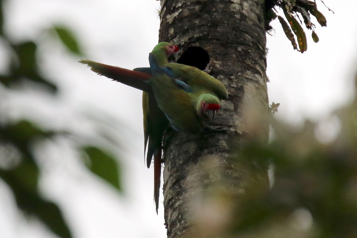 Military Macaw - ML26449491