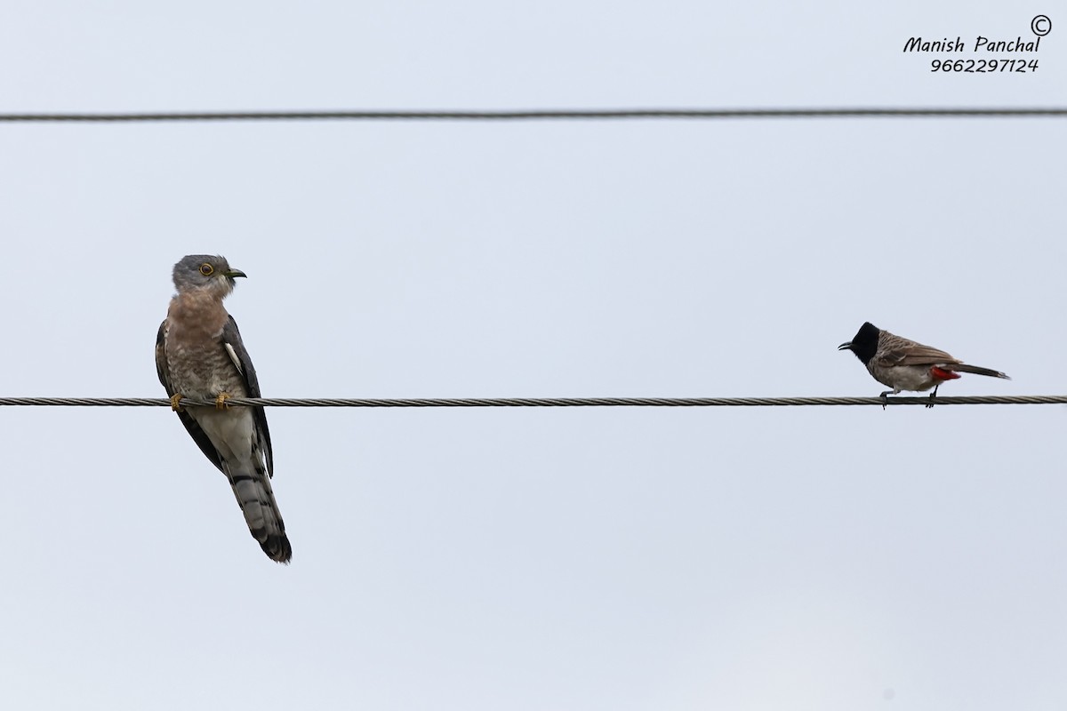 Common Hawk-Cuckoo - Manish Panchal