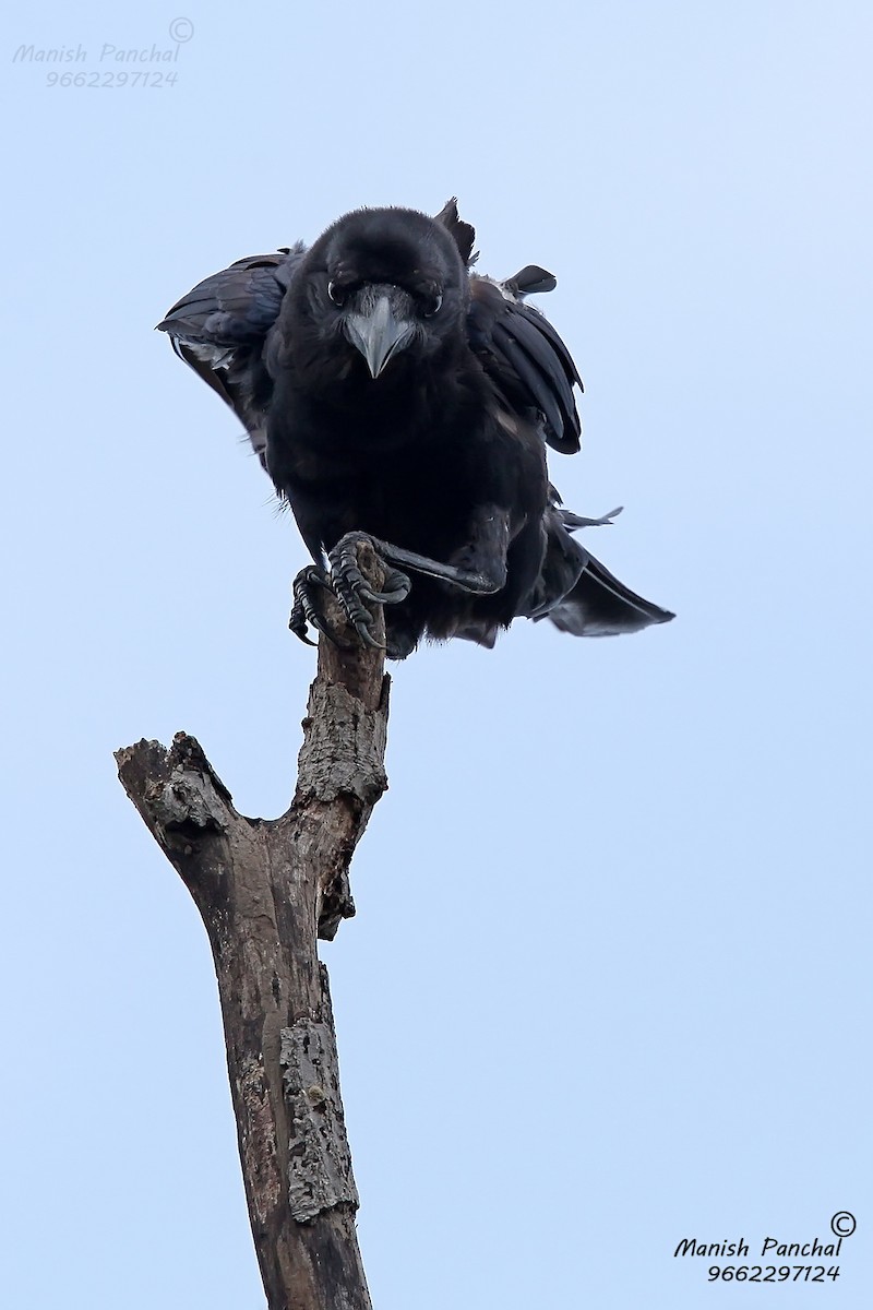 Large-billed Crow (Indian Jungle) - Manish Panchal