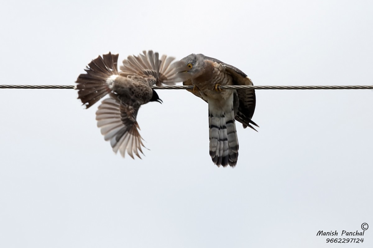 Common Hawk-Cuckoo - Manish Panchal