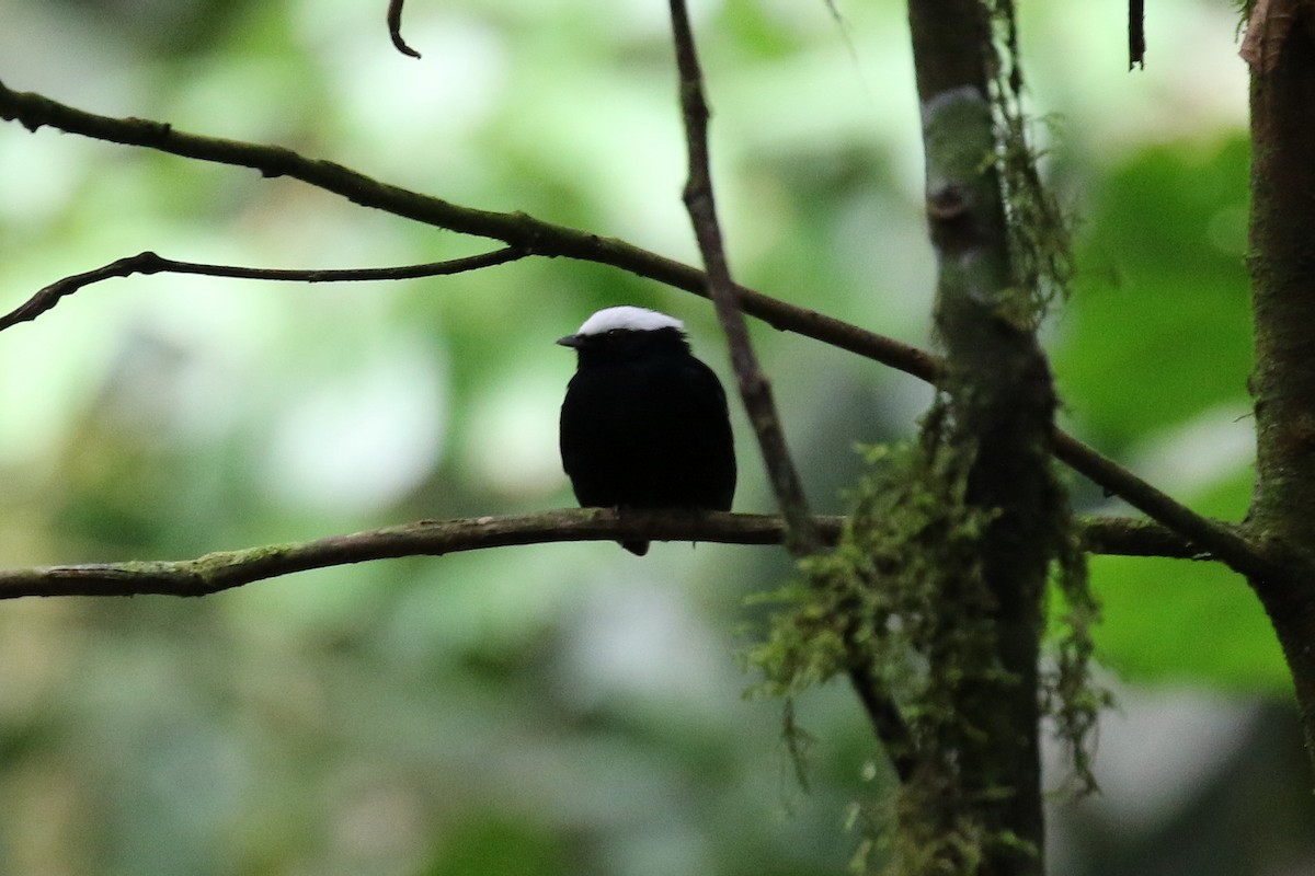 White-crowned Manakin (Foothills) - ML26449681