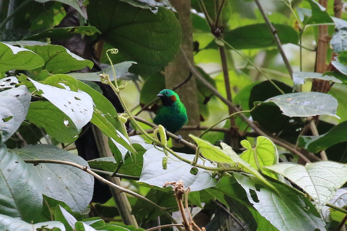 Orange-eared Tanager - ML26449751