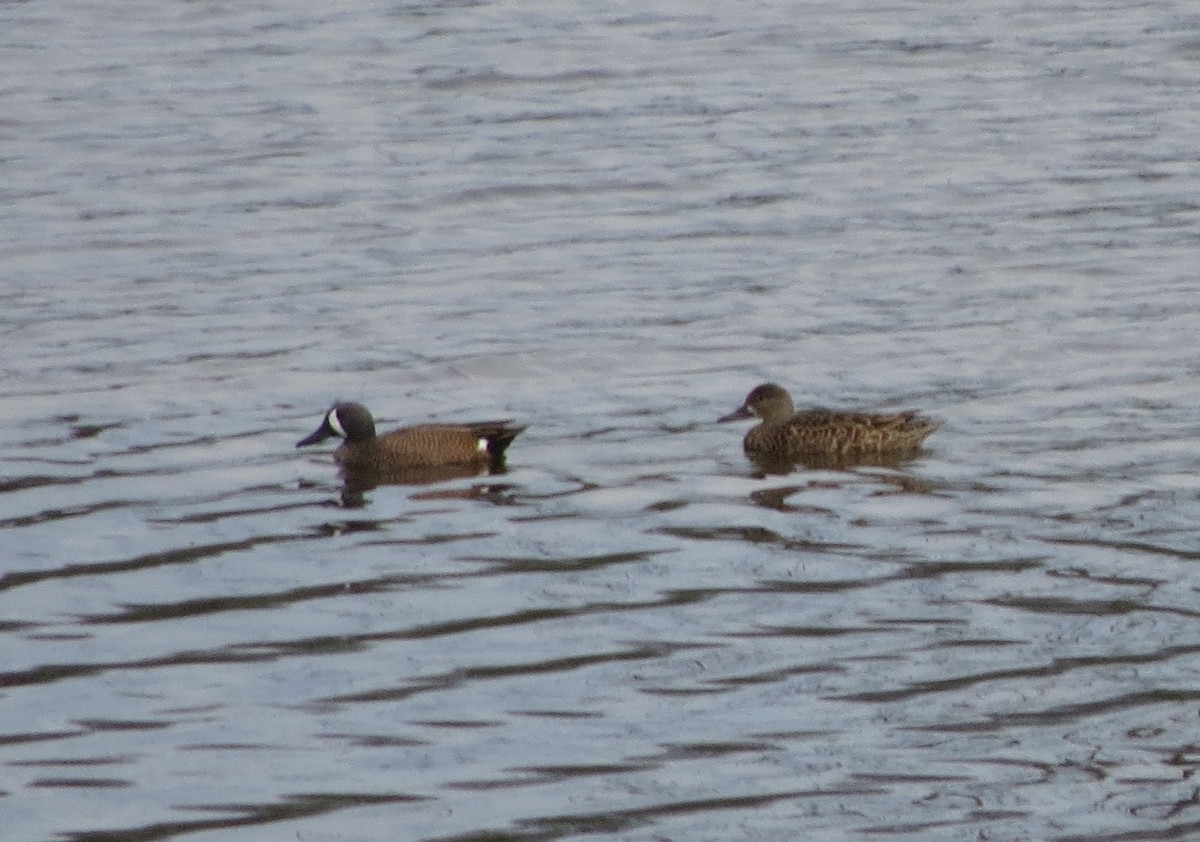 Blue-winged Teal - ML26449771