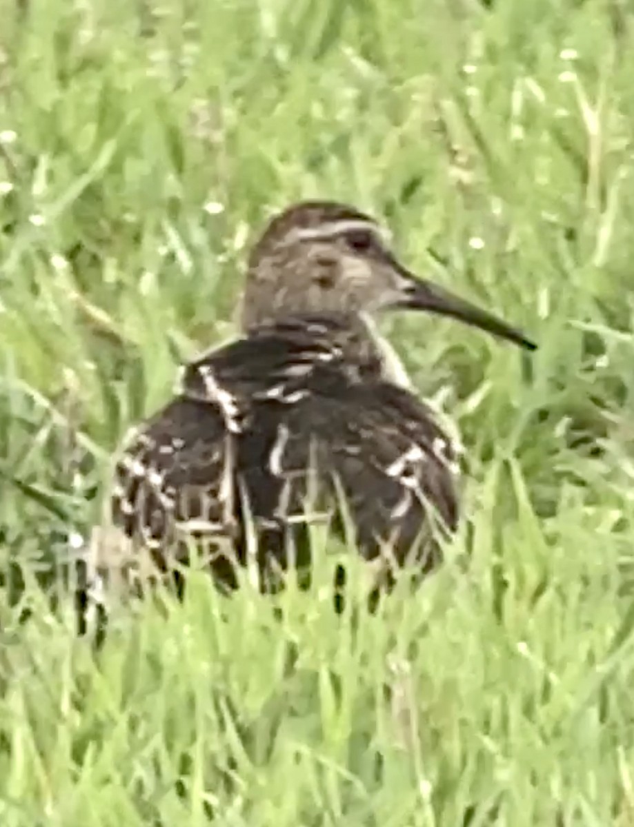 Pectoral Sandpiper - Soule Mary