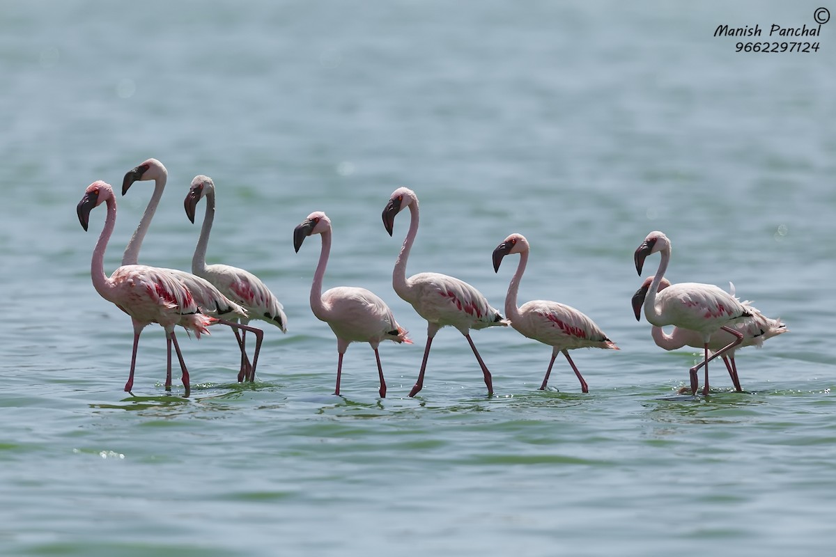 Lesser Flamingo - ML264498651