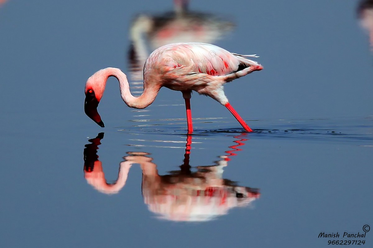 Lesser Flamingo - ML264498671