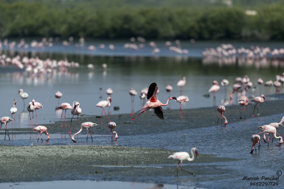 Lesser Flamingo - Manish Panchal