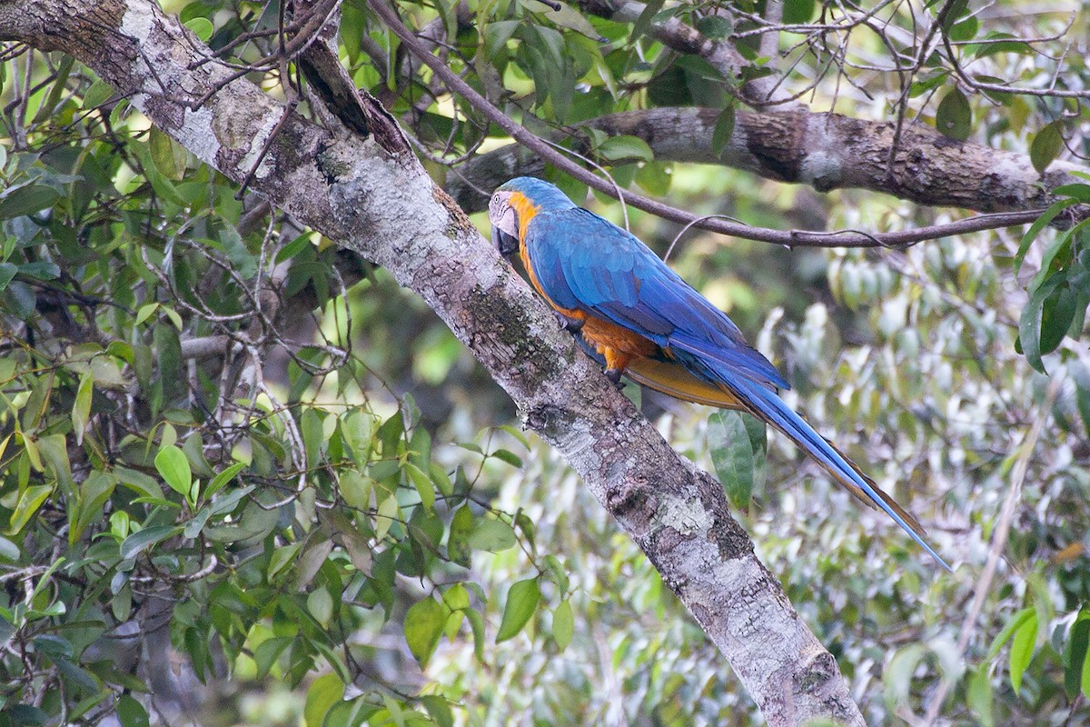 Blue-and-yellow Macaw - ML264498941