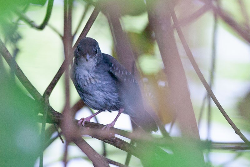 Silvered Antbird - ML264498961