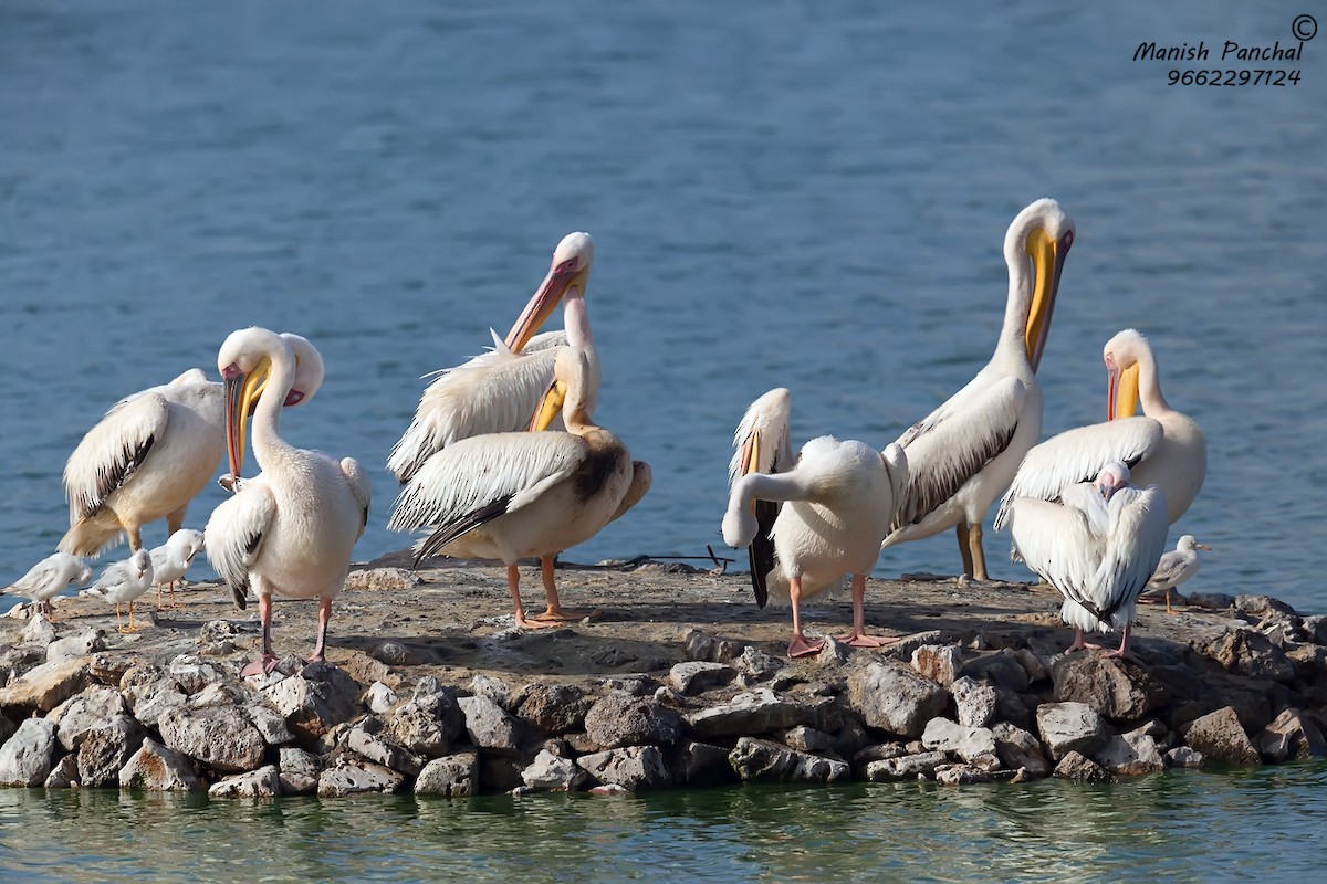 Great White Pelican - ML264499311