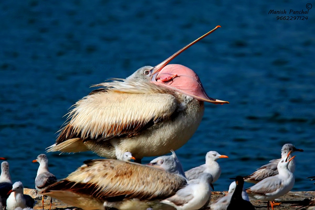 Dalmatian Pelican - ML264499351