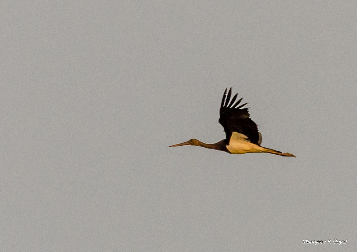 Black Stork - ML264499691