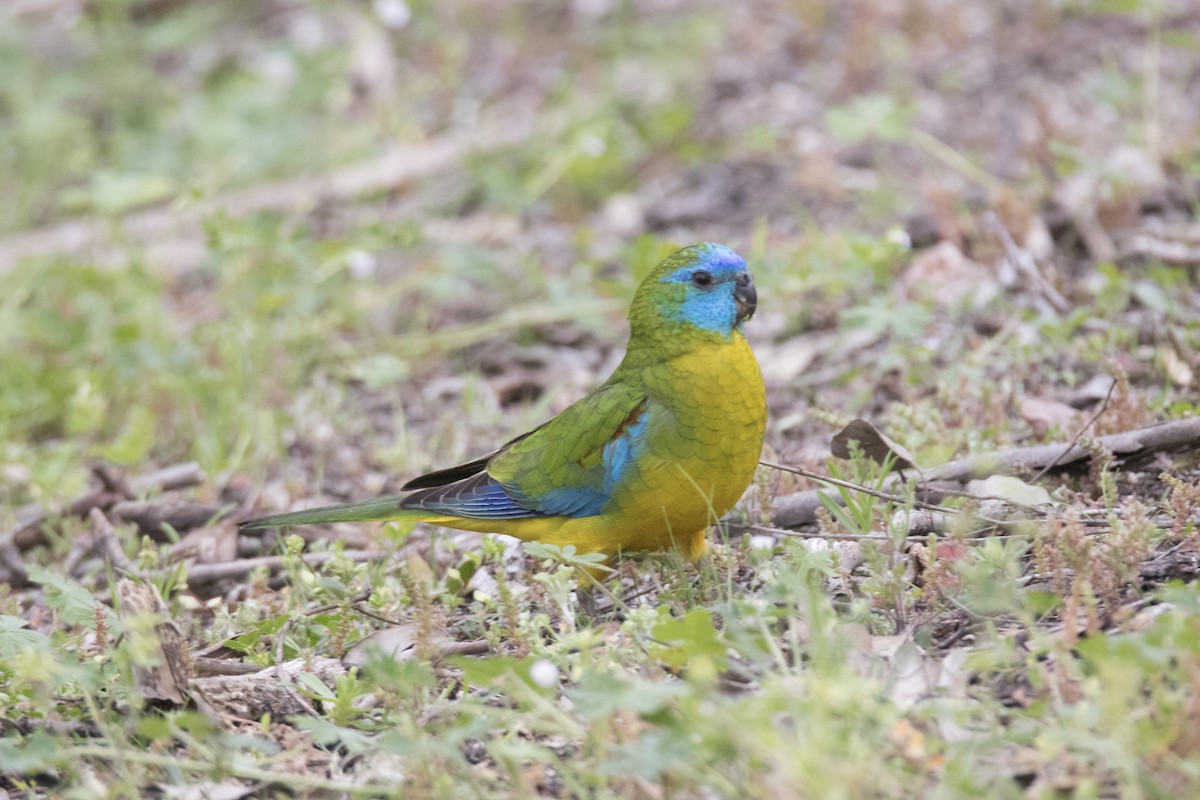 Turquoise Parrot - ML264500021