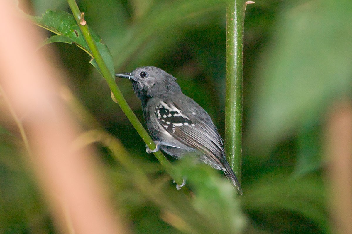 White-flanked Antwren - ML264500751